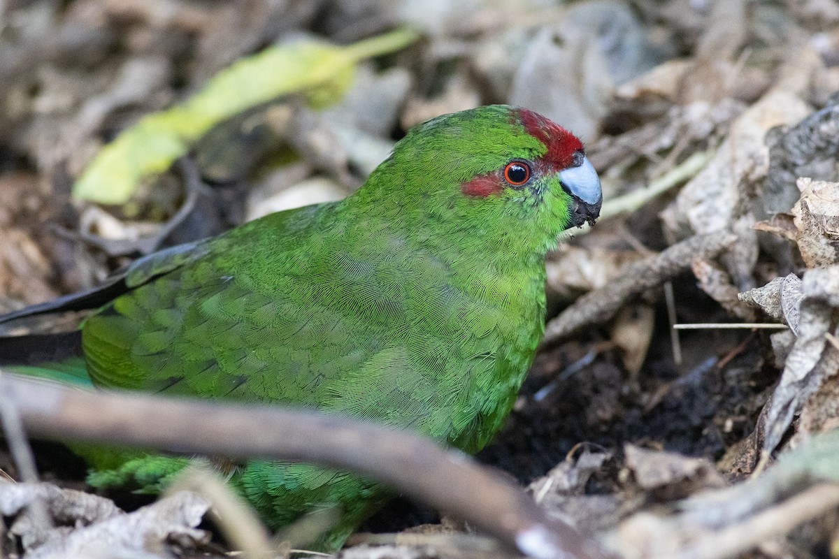 Red-crowned Parakeet - ML619981915