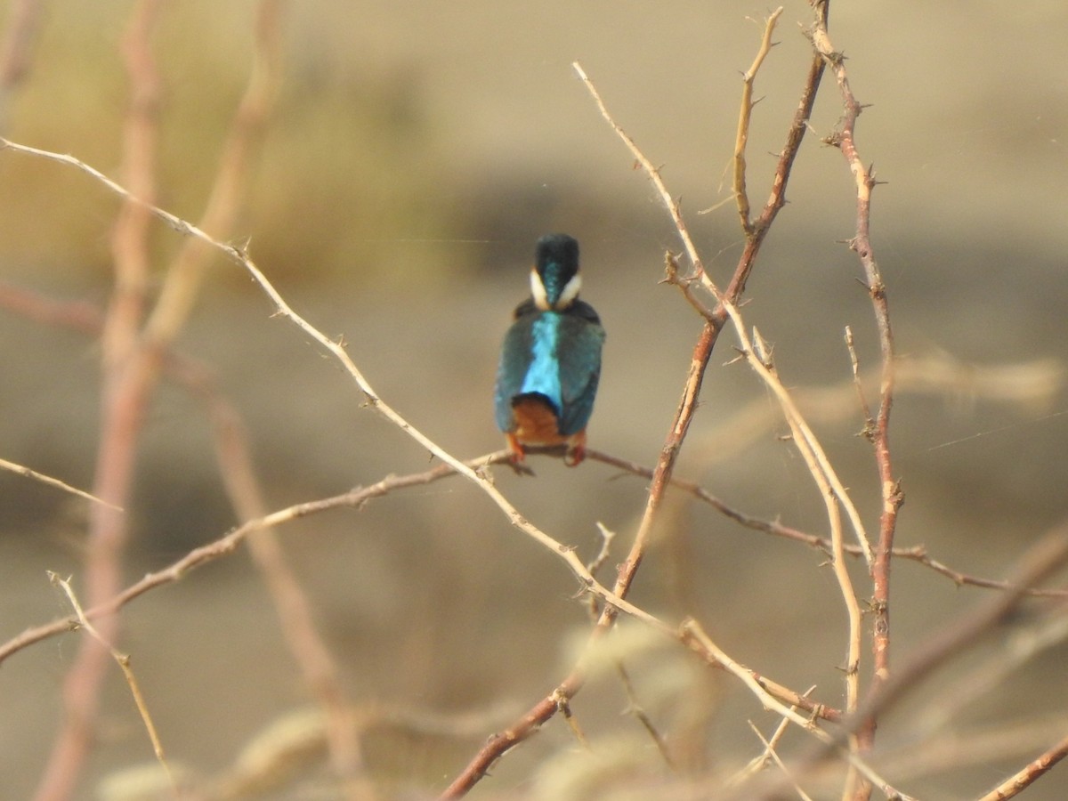 Common Kingfisher - ML619981921