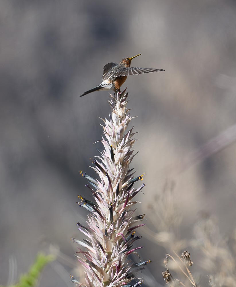 Giant Hummingbird - ML619981922