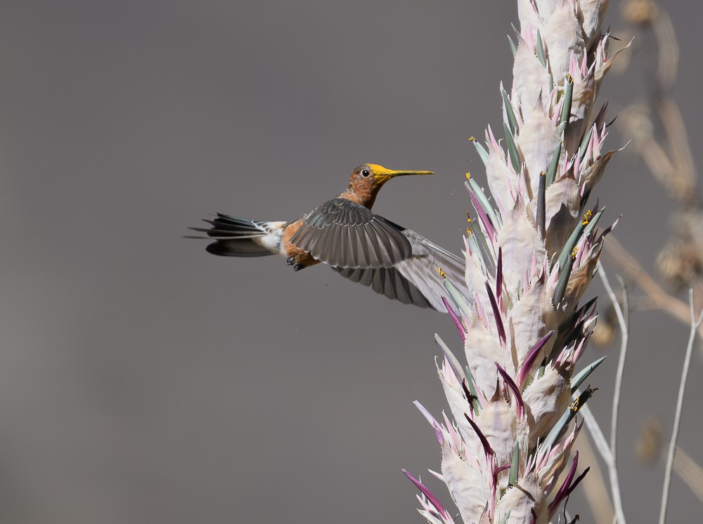 Colibrí Gigante - ML619981924