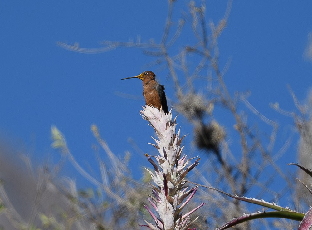 kolibřík velký - ML619981927