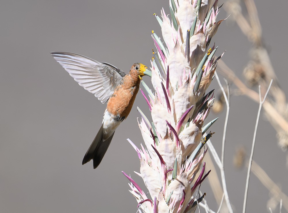 Giant Hummingbird - ML619981929