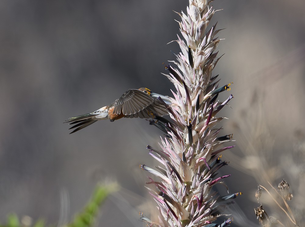 Riesenkolibri - ML619981931