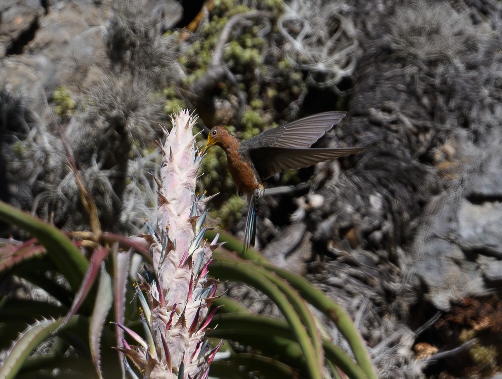 Colibri géant - ML619981937