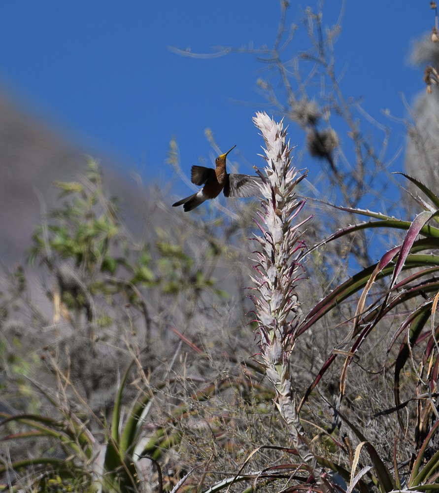 Colibrí Gigante - ML619981938