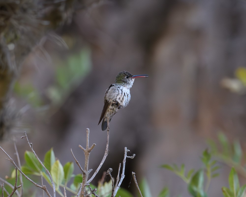 White-bellied Hummingbird - ML619981945