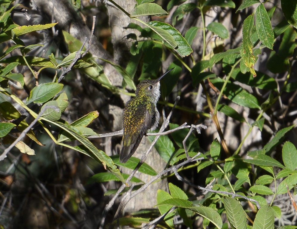 Ak Karınlı Kolibri - ML619981946