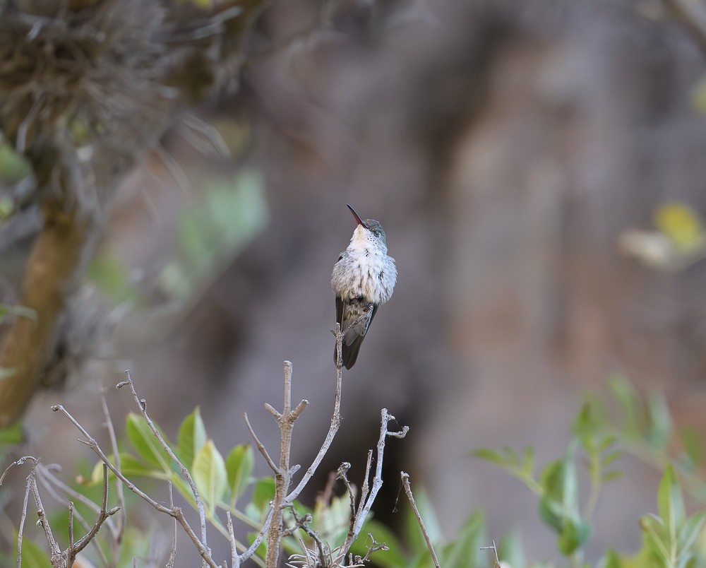 White-bellied Hummingbird - ML619981947