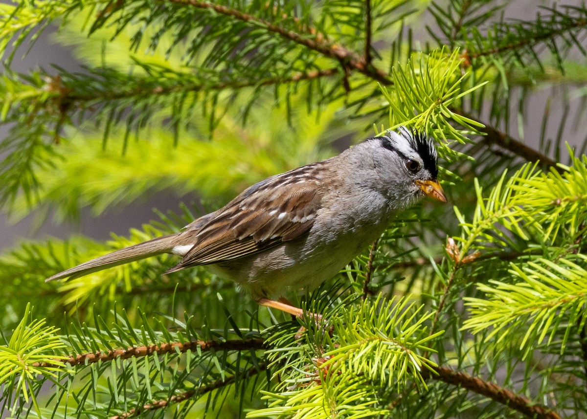White-crowned Sparrow (pugetensis) - ML619981960