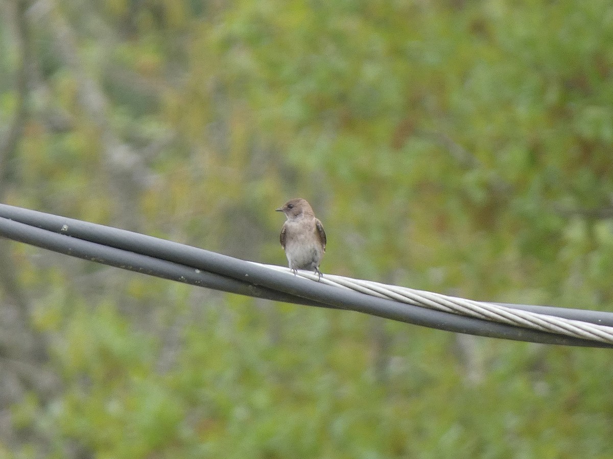 Northern Rough-winged Swallow - ML619981972