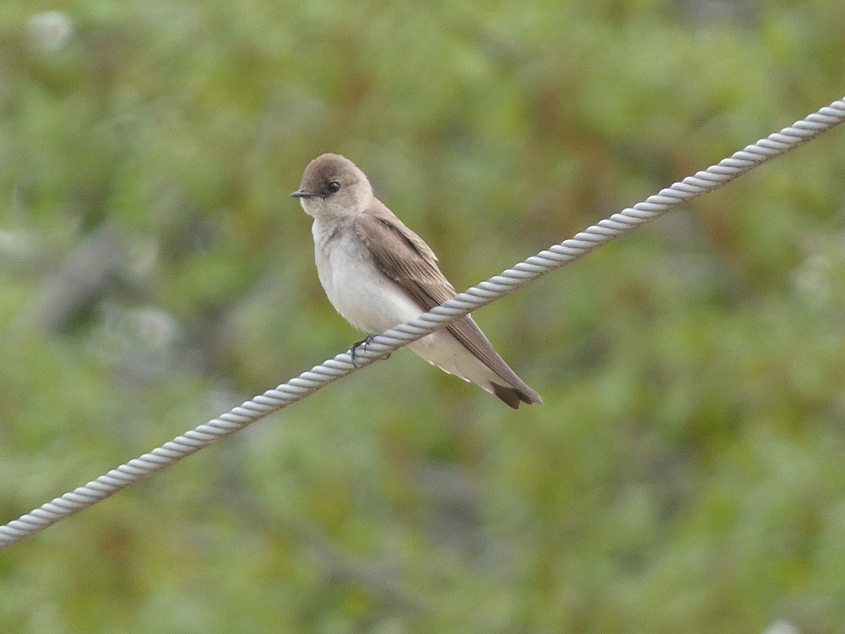 Northern Rough-winged Swallow - ML619981976