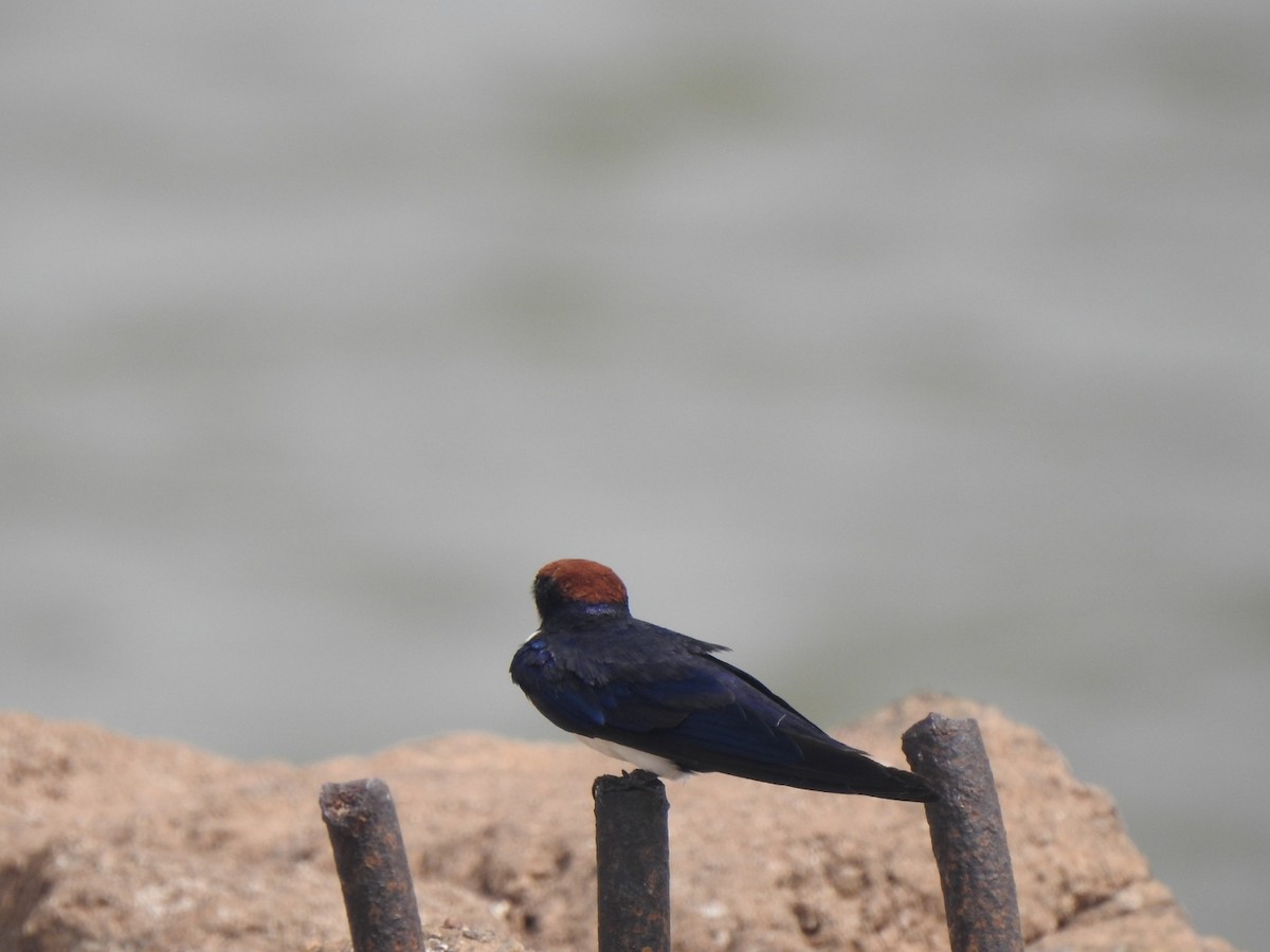 Wire-tailed Swallow - ML619981977