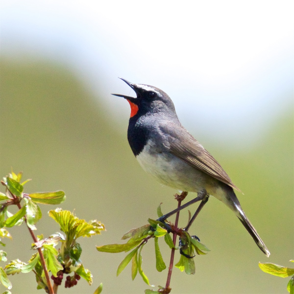 Himalayan Rubythroat - Ed Harper