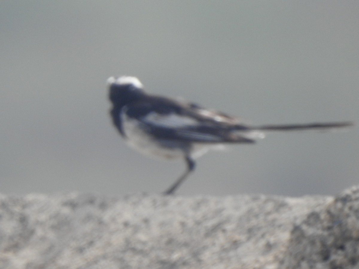 White-browed Wagtail - ML619981996