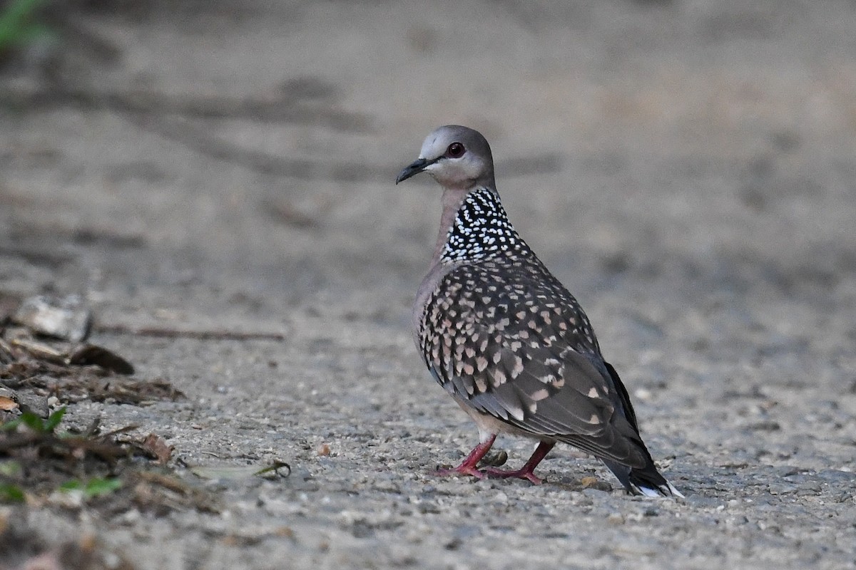 Spotted Dove (Western) - ML619981999