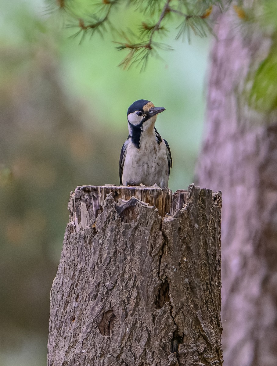 Great Spotted Woodpecker - ML619982011