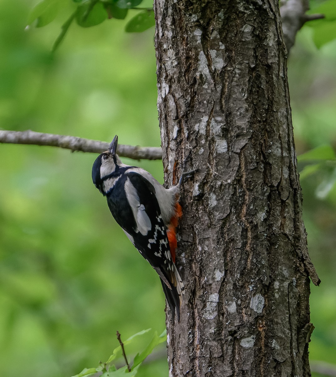 Great Spotted Woodpecker - ML619982012