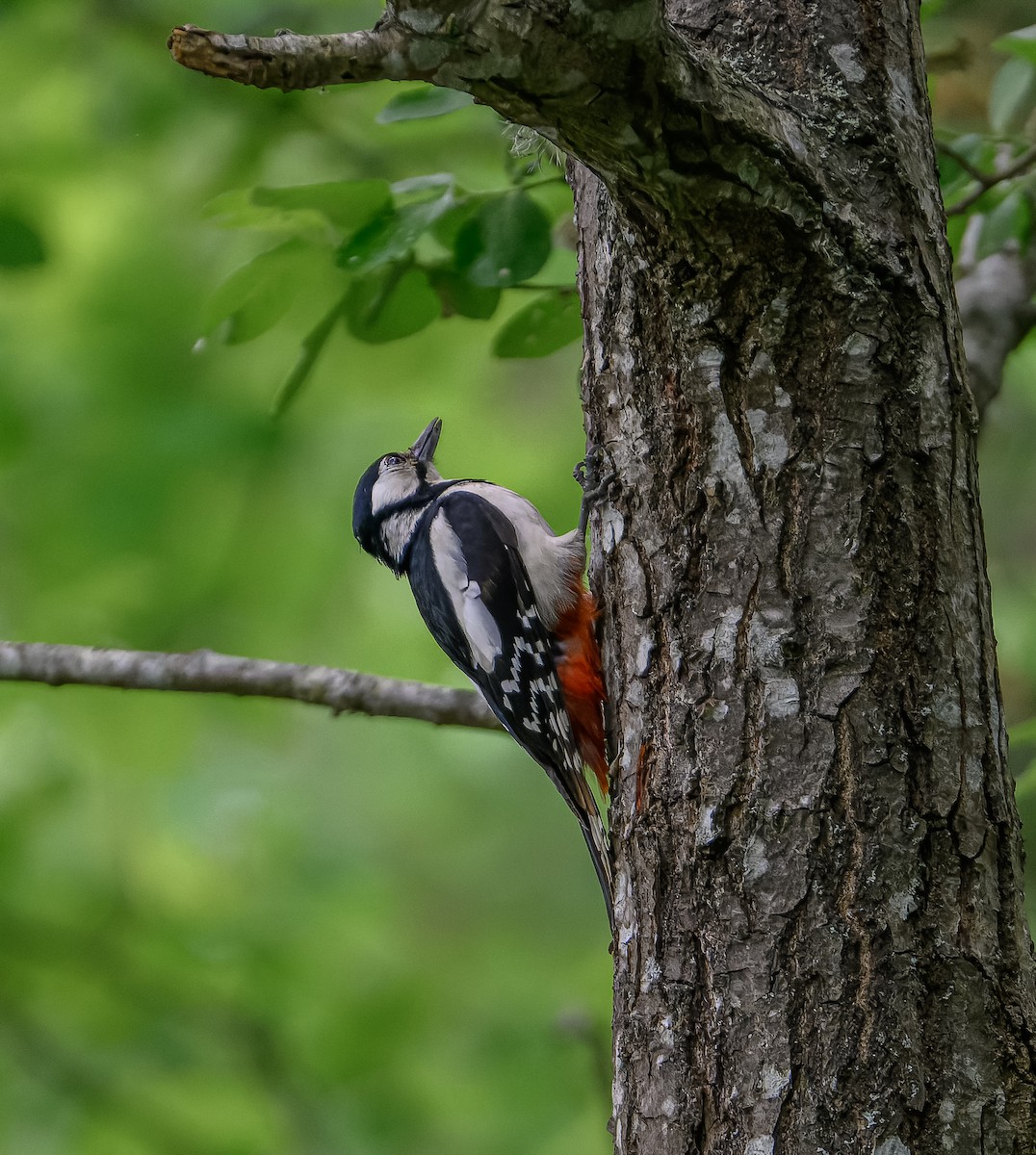 Great Spotted Woodpecker - ML619982013
