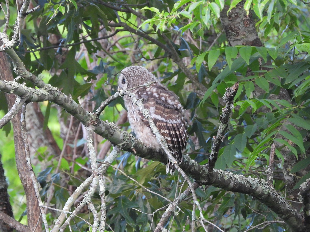 Barred Owl - ML619982014