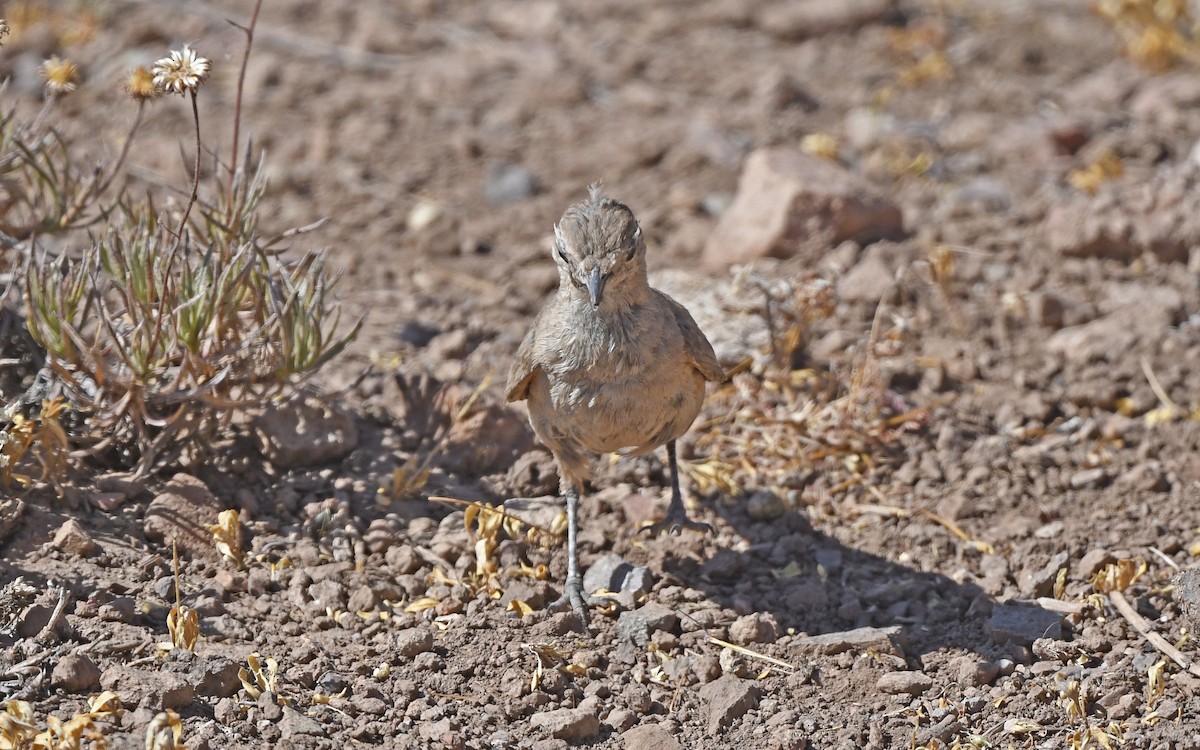 Rufous-banded Miner - ML619982030