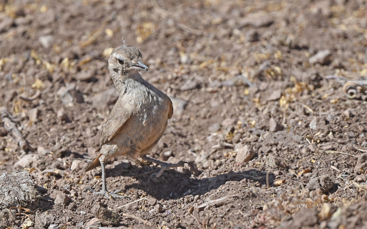 Rufous-banded Miner - ML619982031