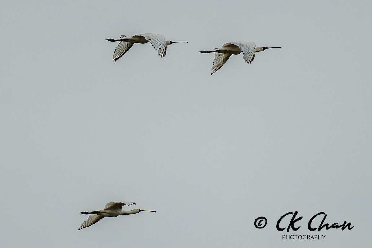 Black-faced Spoonbill - ML619982043