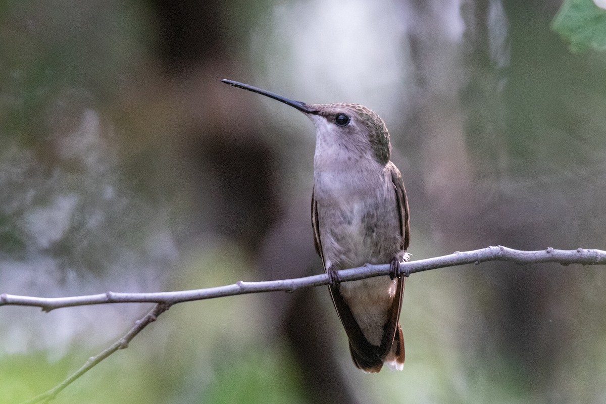 Black-chinned Hummingbird - ML619982081