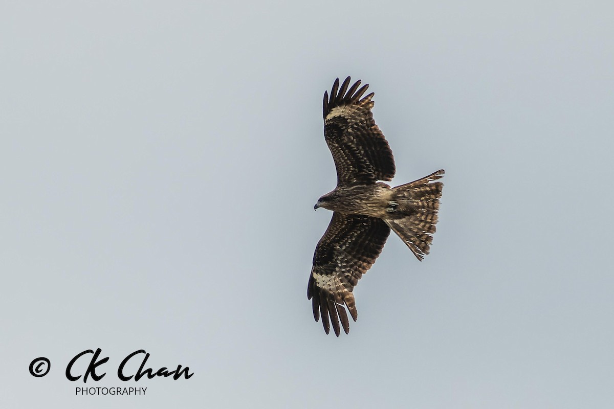 黑鳶 - ML619982082