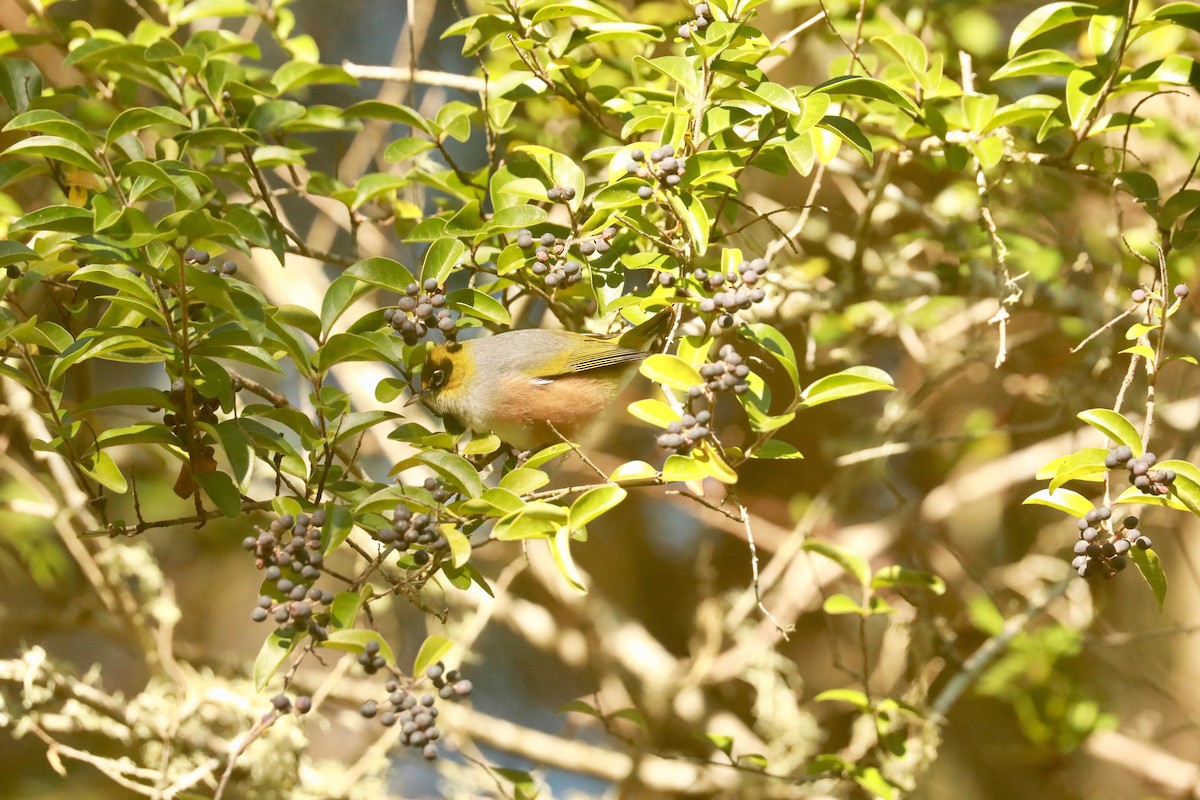 Graumantel-Brillenvogel - ML619982089