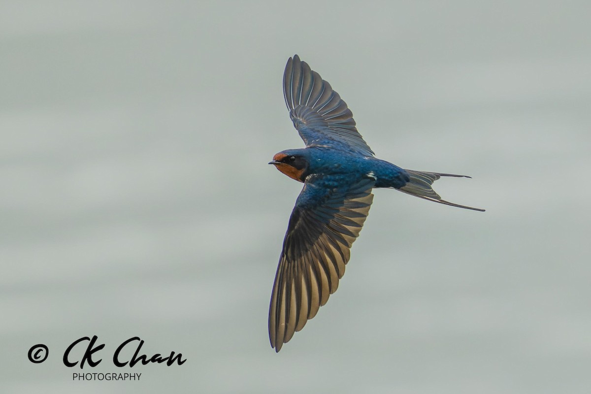 Barn Swallow - ML619982096