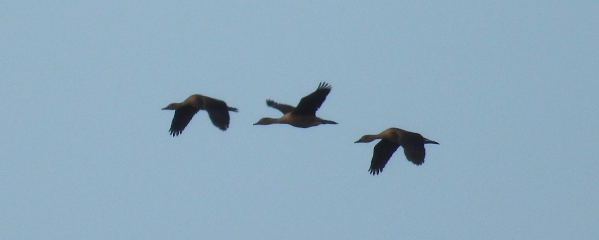 Fulvous Whistling-Duck - ML619982105