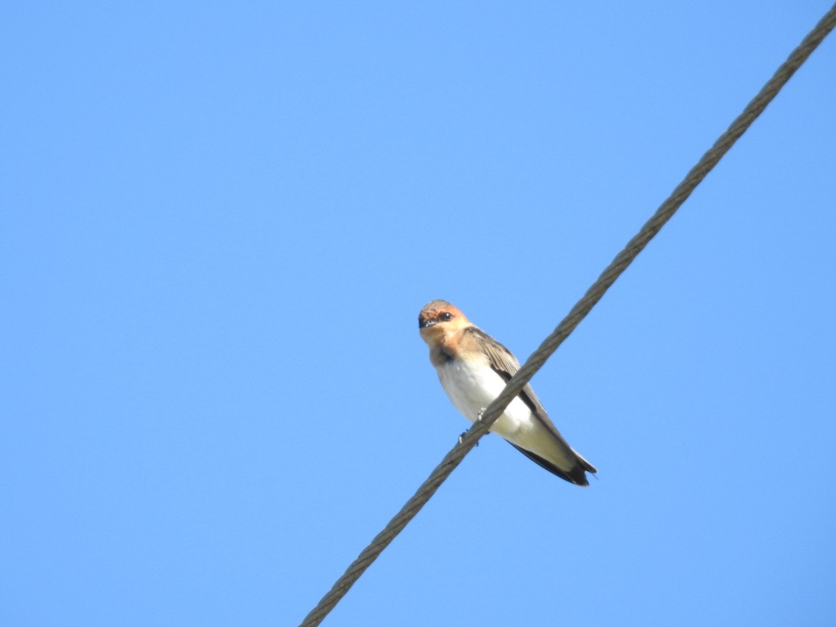 Golondrina Cabecicastaña - ML619982107