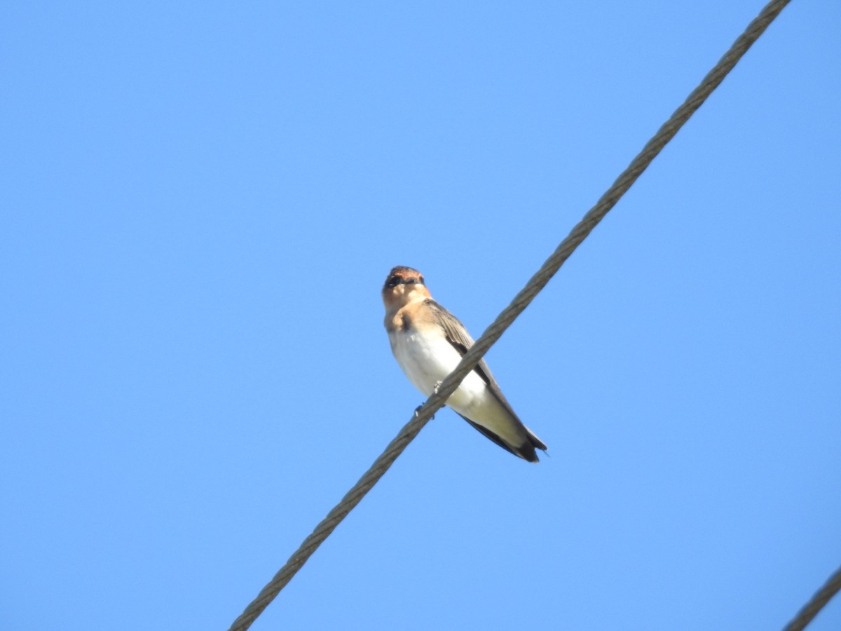 Tawny-headed Swallow - ML619982108