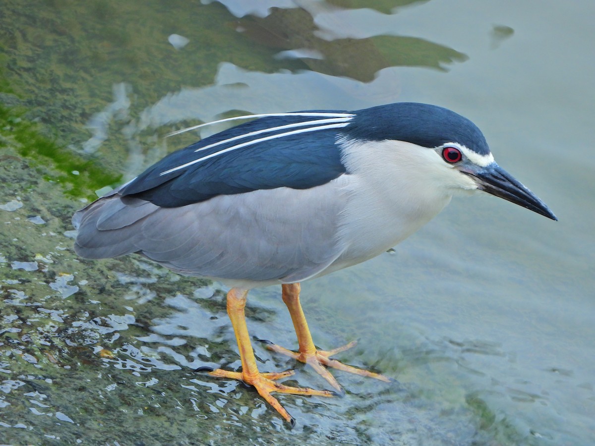 Black-crowned Night Heron - ML619982109