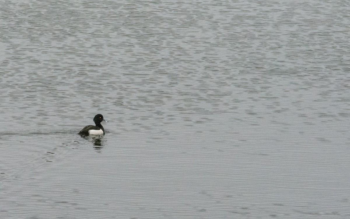 Tufted Duck - ML619982112