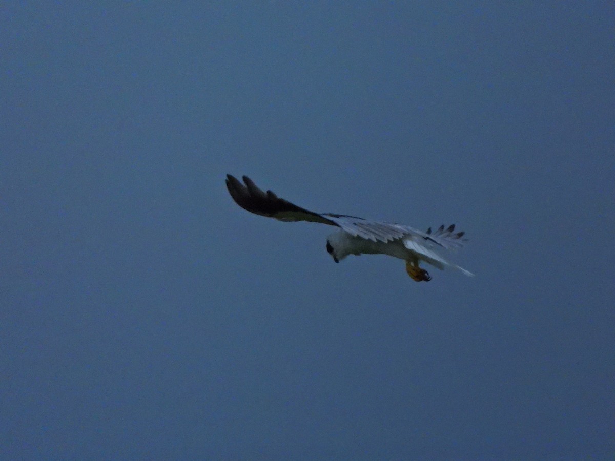 Black-winged Kite - ML619982115