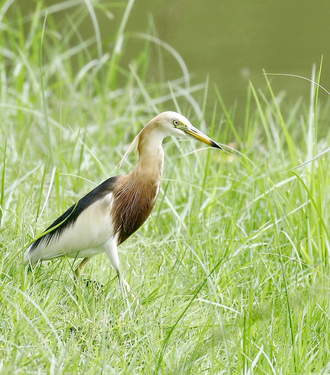 Javan Pond-Heron - ML619982116