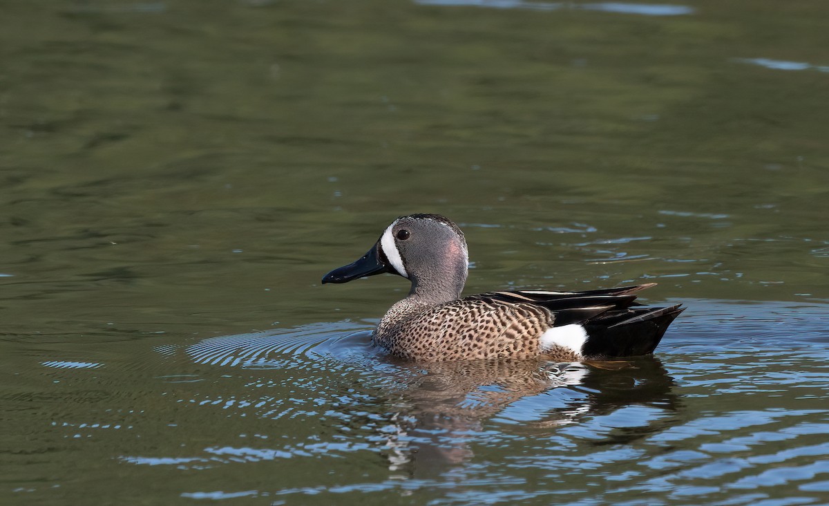 Blue-winged Teal - ML619982140