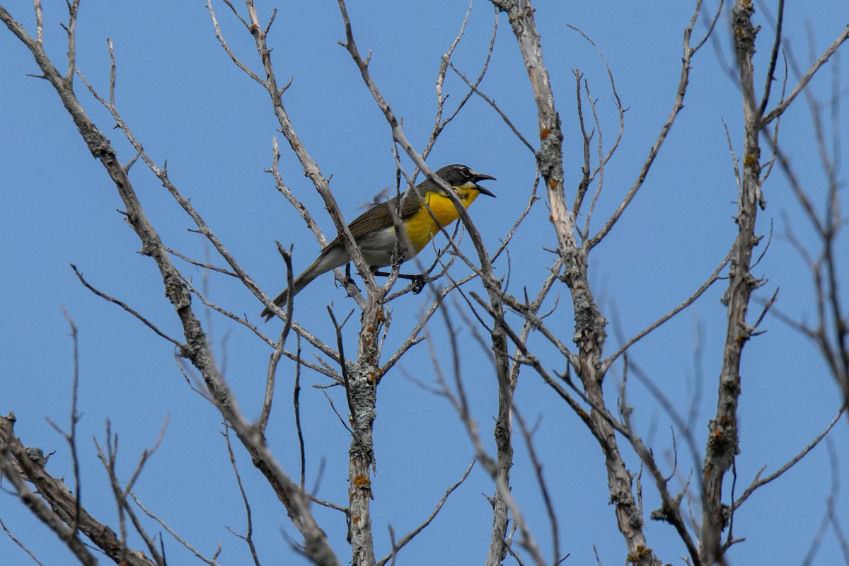 Yellow-breasted Chat - ML619982144