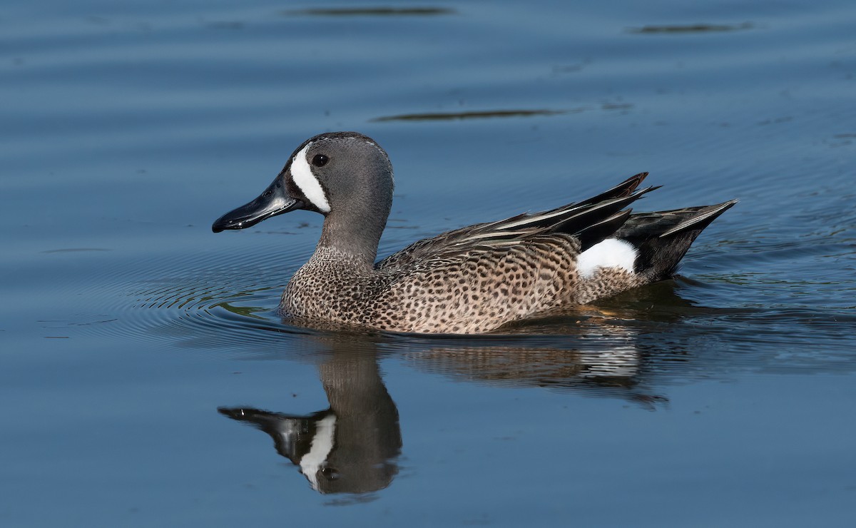 Blue-winged Teal - ML619982147