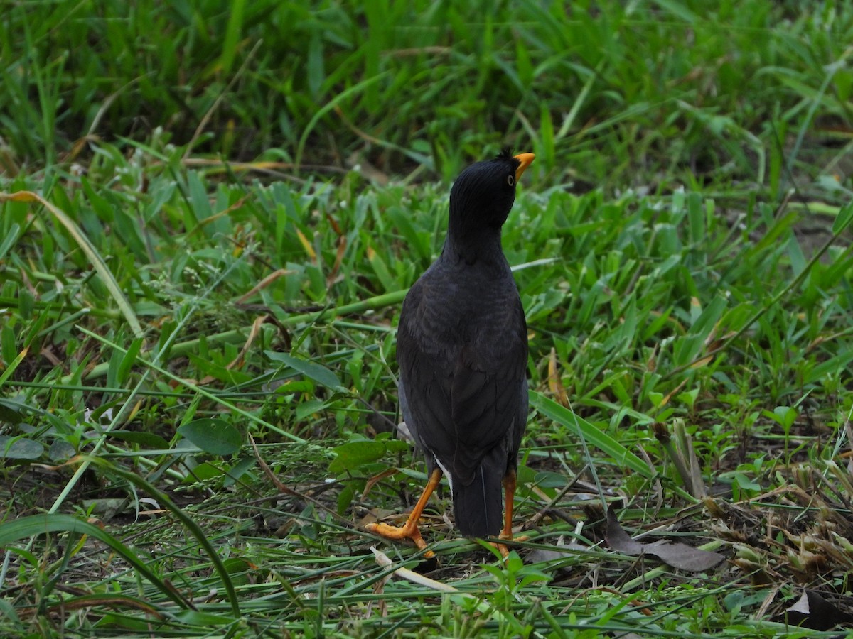 Javan Myna - ML619982157