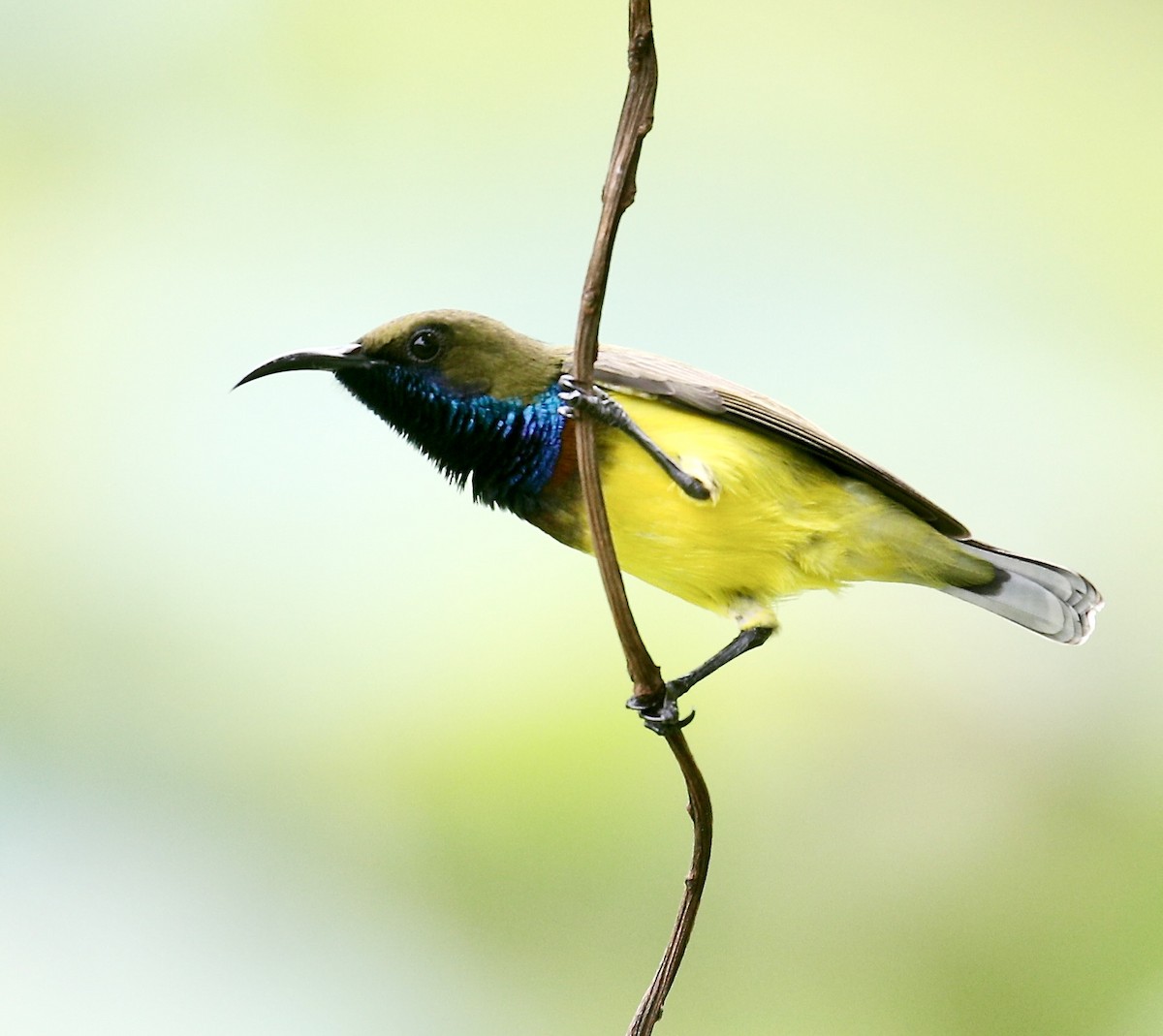 Ornate Sunbird - ML619982158