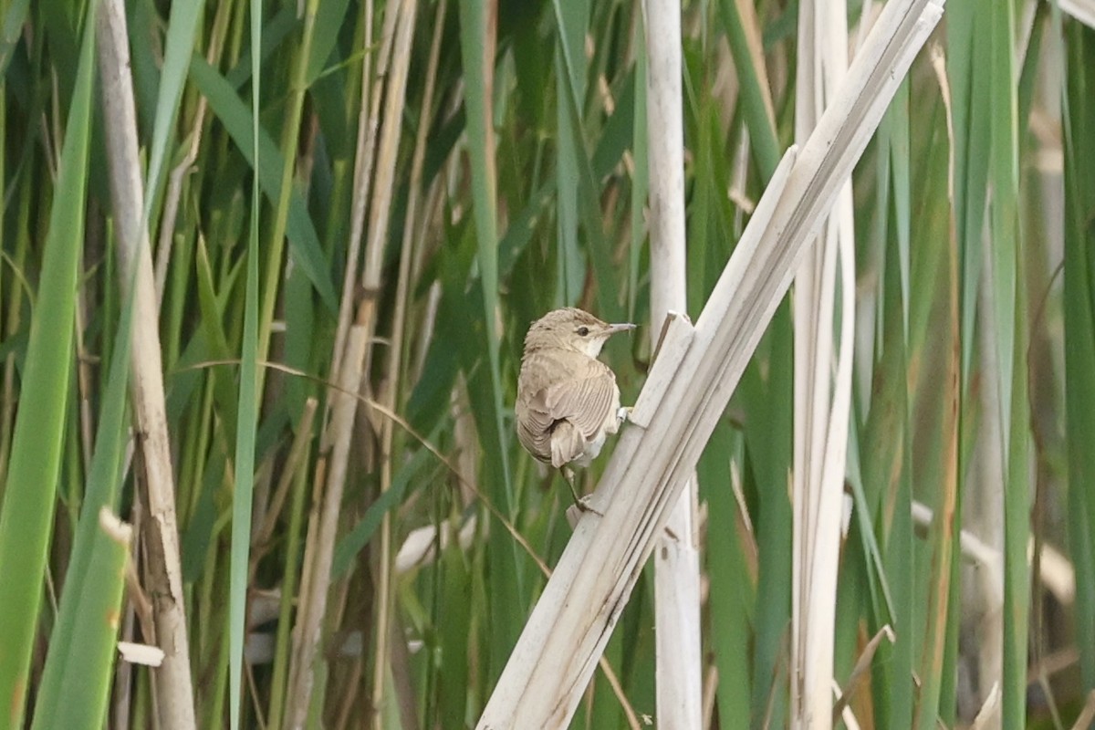 Common Reed Warbler - ML619982160