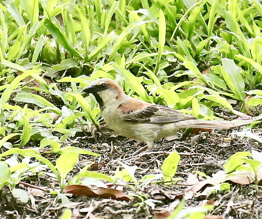 Moineau flavéole - ML619982161