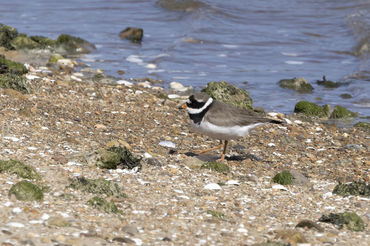 Common Ringed Plover - ML619982163