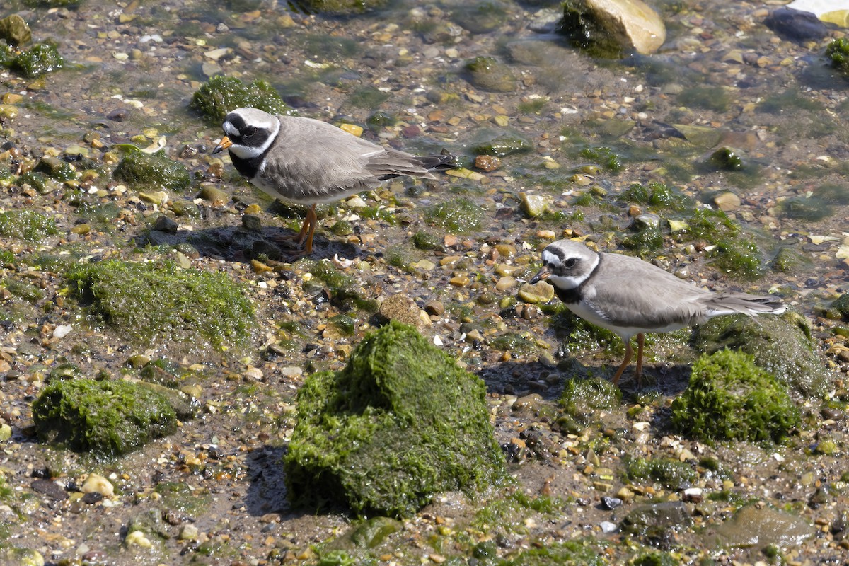 Common Ringed Plover - ML619982164