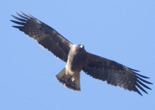 Águila Calzada - ML619982168