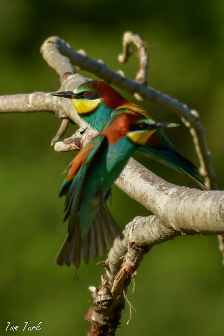 European Bee-eater - Tom Turk