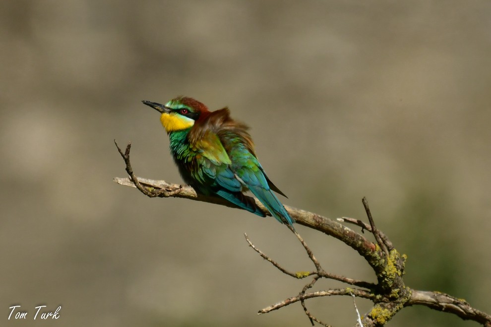 European Bee-eater - ML619982171
