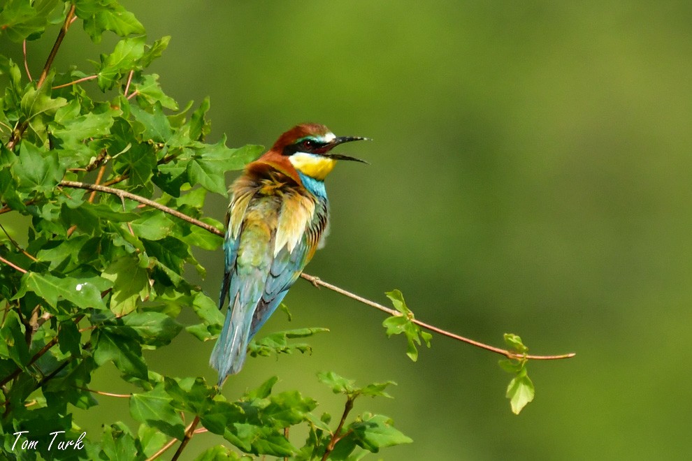 European Bee-eater - ML619982172